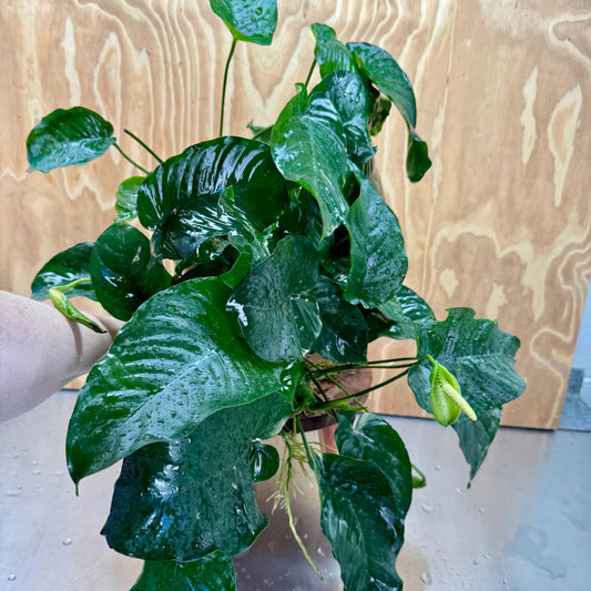 Pisces Enterprises One Only Anubias Barteri Mother Plant - Extra-special, Advanced Plant - One Only Buy this Anubias Barteri Mother Plant - Scapeshop Aquarium Australia