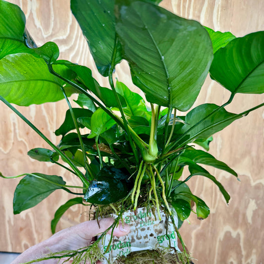 Pisces Enterprises One Only Anubias Barteri Mother Plant - Extra-special, Advanced Plant - One Only Buy this Anubias Barteri Mother Plant - Scapeshop Aquarium Australia