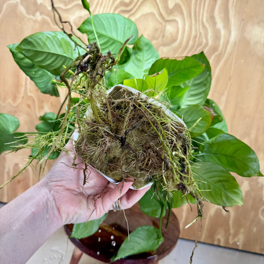 Pisces Enterprises One Only Anubias Barteri Mother Plant - Extra-special, Advanced Plant - One Only Buy this Anubias Barteri Mother Plant - Scapeshop Aquarium Australia