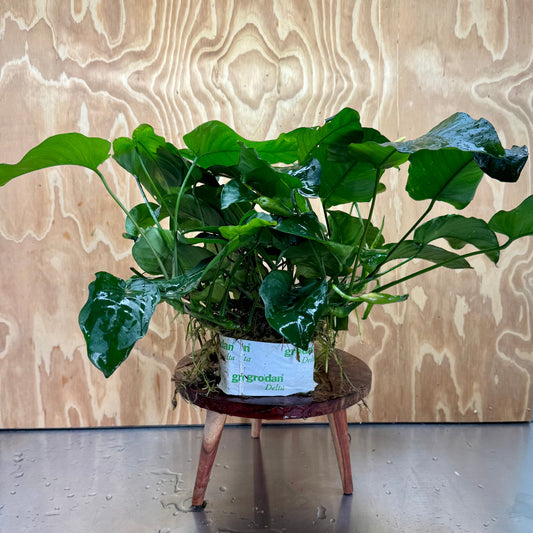 Pisces Enterprises One Only Anubias Barteri Mother Plant - Extra-special, Advanced Plant - One Only Buy this Anubias Barteri Mother Plant - Scapeshop Aquarium Australia