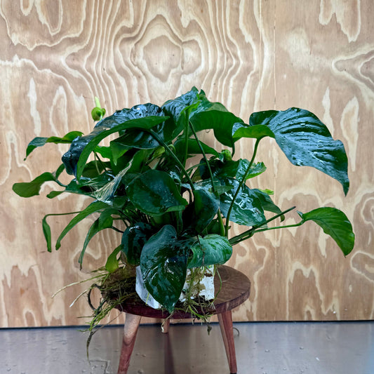 Pisces Enterprises One Only Anubias Barteri Mother Plant - Extra-special, Advanced Plant - One Only Buy this Anubias Barteri Mother Plant - Scapeshop Aquarium Australia