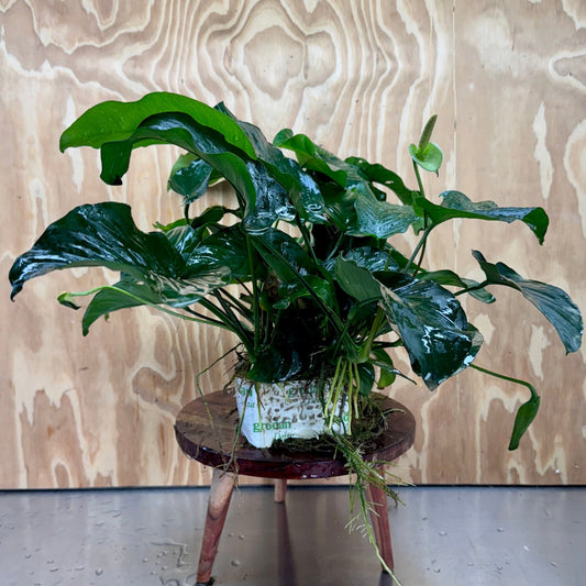 Pisces Enterprises One Only Anubias Barteri Mother Plant - Extra-special, Advanced Plant - One Only Buy this Anubias Barteri Mother Plant - Scapeshop Aquarium Australia