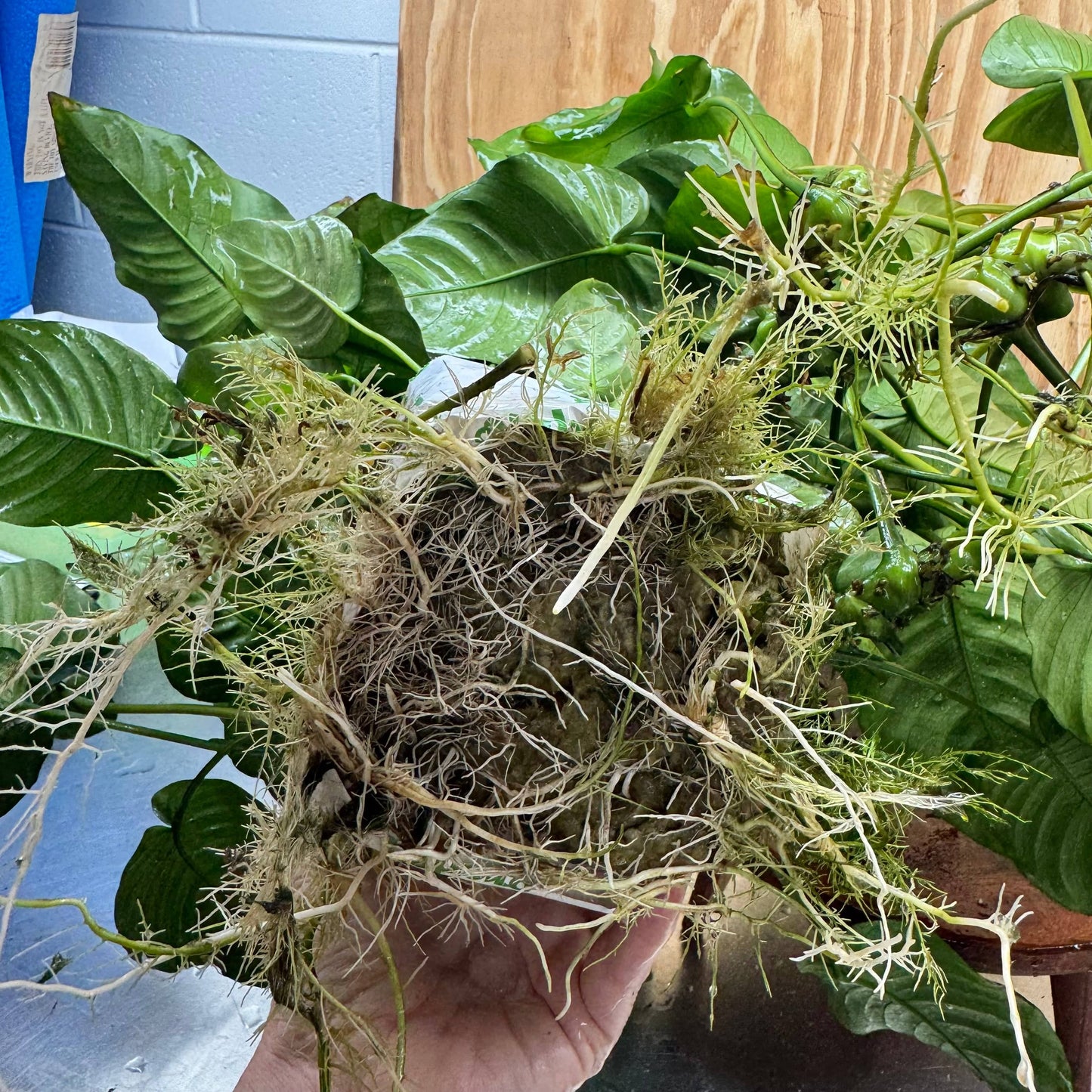 Pisces Enterprises One Only Anubias Barteri Mother Plant - Extra-special, Advanced Plant - One Only Buy this Anubias Barteri Mother Plant - Scapeshop Aquarium Australia