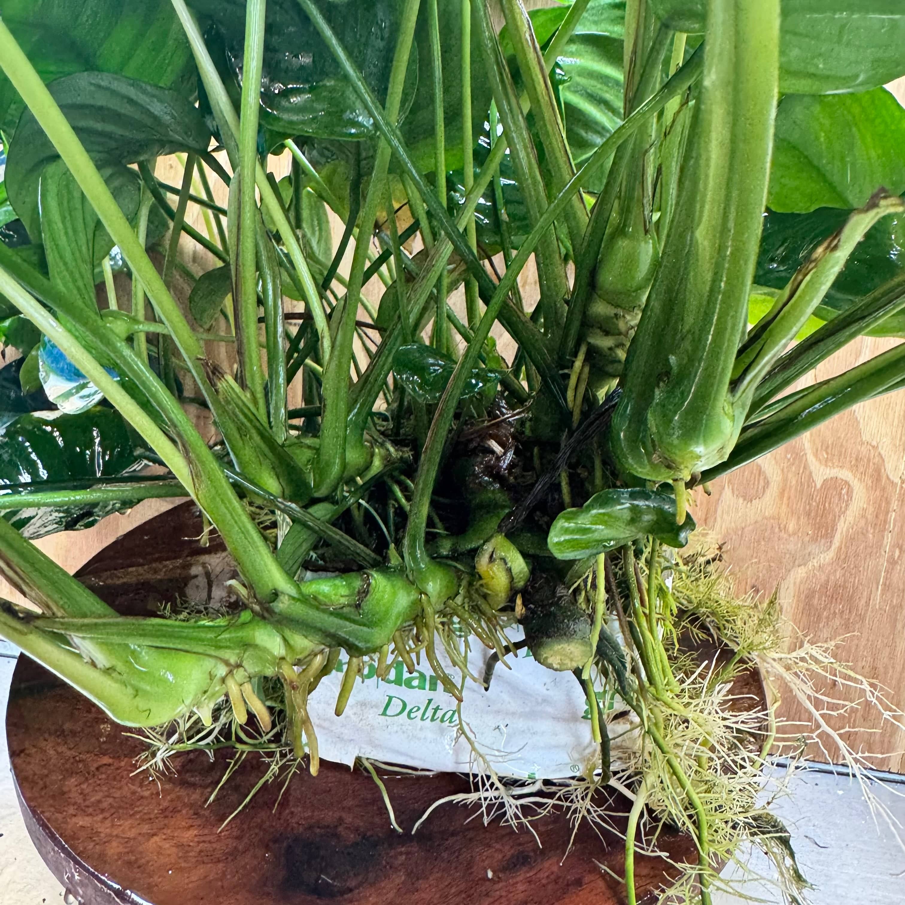 Pisces Enterprises One Only Anubias Barteri Mother Plant - Extra-special, Advanced Plant - One Only Buy this Anubias Barteri Mother Plant - Scapeshop Aquarium Australia