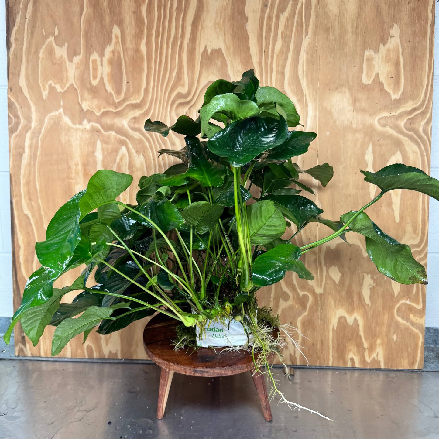 Pisces Enterprises One Only Anubias Barteri Mother Plant - Extra-special, Advanced Plant - One Only Buy this Anubias Barteri Mother Plant - Scapeshop Aquarium Australia