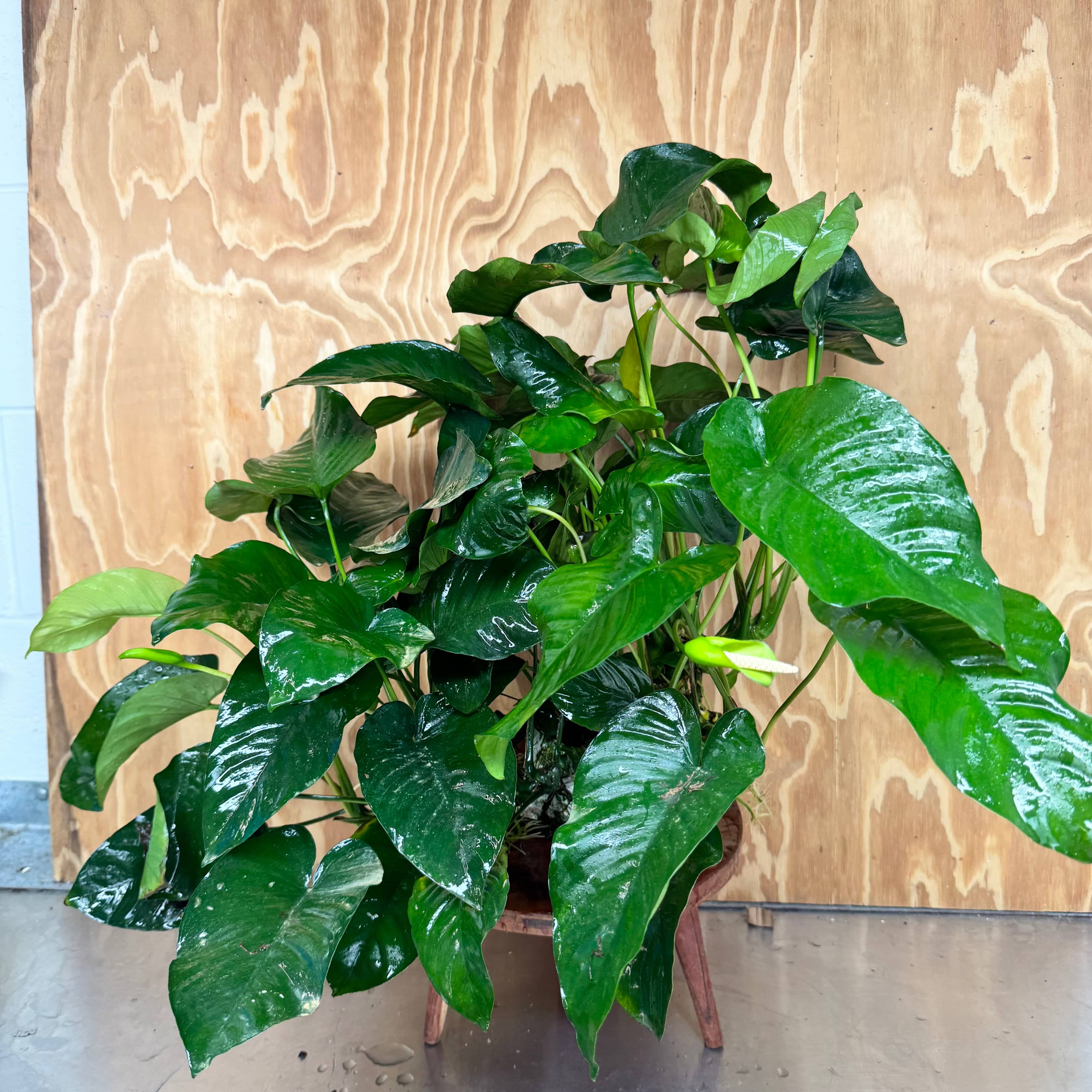 Pisces Enterprises One Only Anubias Barteri Mother Plant - Extra-special, Advanced Plant - One Only Buy this Anubias Barteri Mother Plant - Scapeshop Aquarium Australia