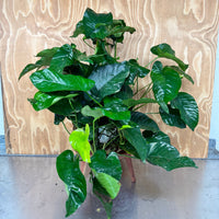 Pisces Enterprises One Only Anubias Barteri Mother Plant - Extra-special, Advanced Plant - One Only Buy this Anubias Barteri Mother Plant - Scapeshop Aquarium Australia