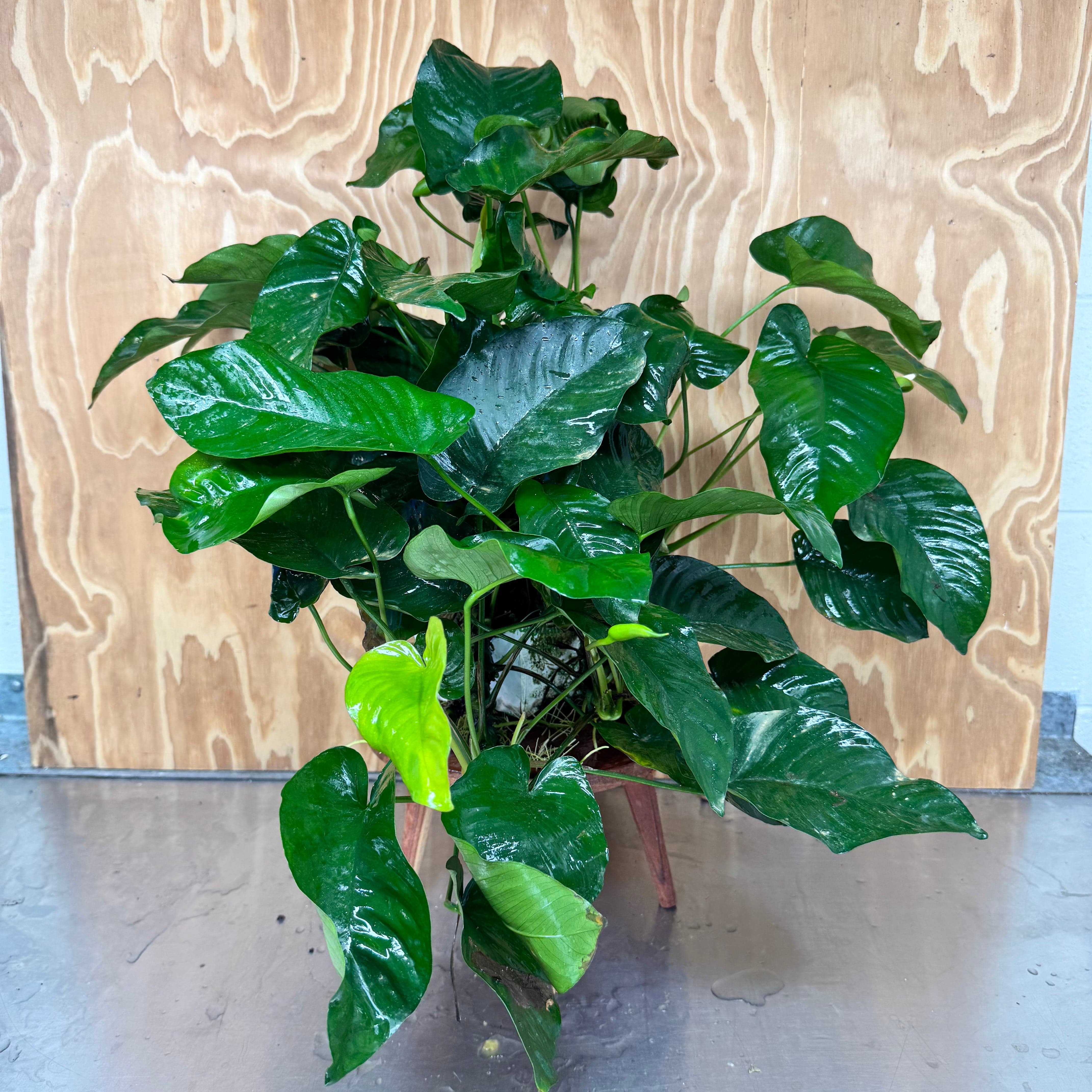 Pisces Enterprises One Only Anubias Barteri Mother Plant - Extra-special, Advanced Plant - One Only Buy this Anubias Barteri Mother Plant - Scapeshop Aquarium Australia