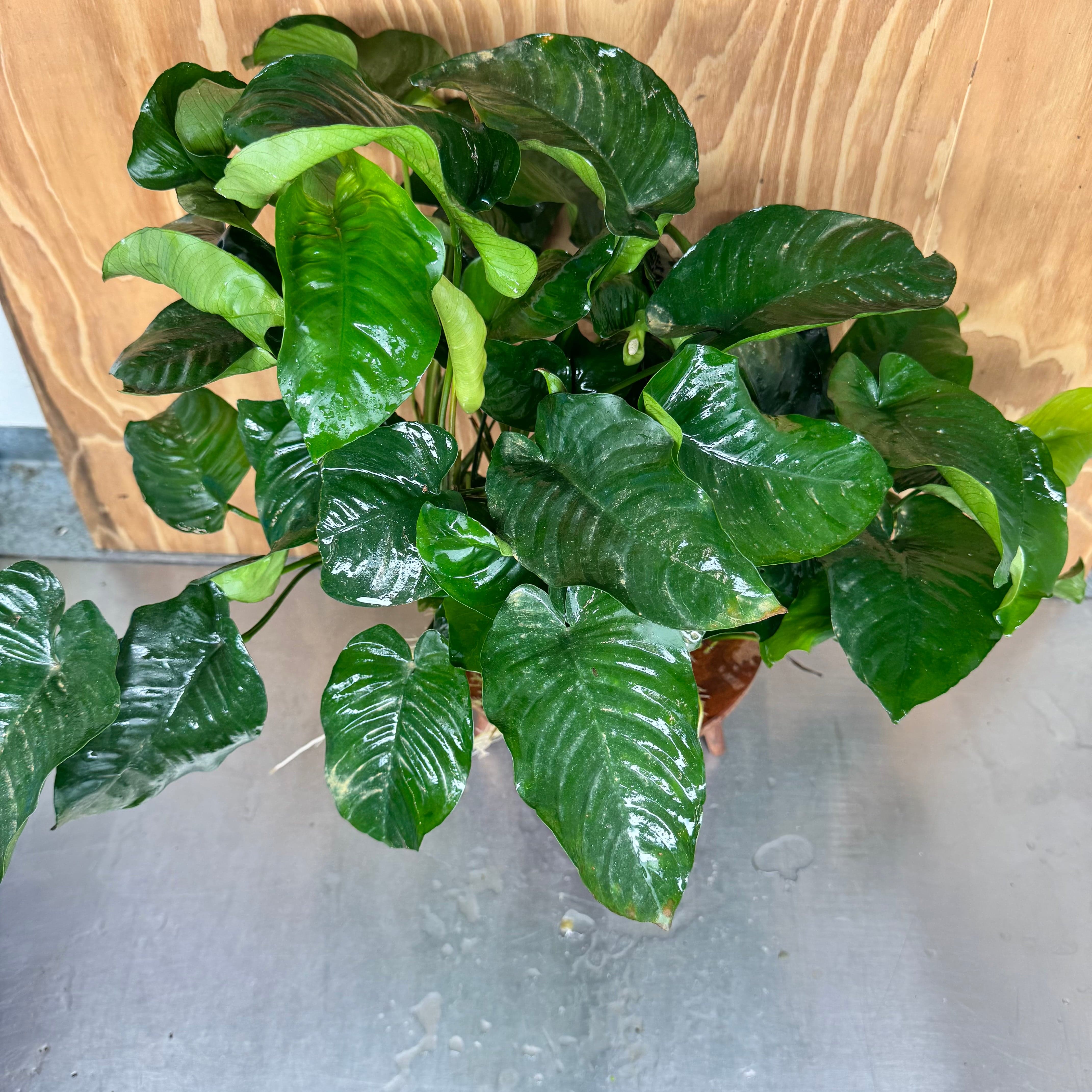 Pisces Enterprises One Only Anubias Barteri Mother Plant - Extra-special, Advanced Plant - One Only Buy this Anubias Barteri Mother Plant - Scapeshop Aquarium Australia