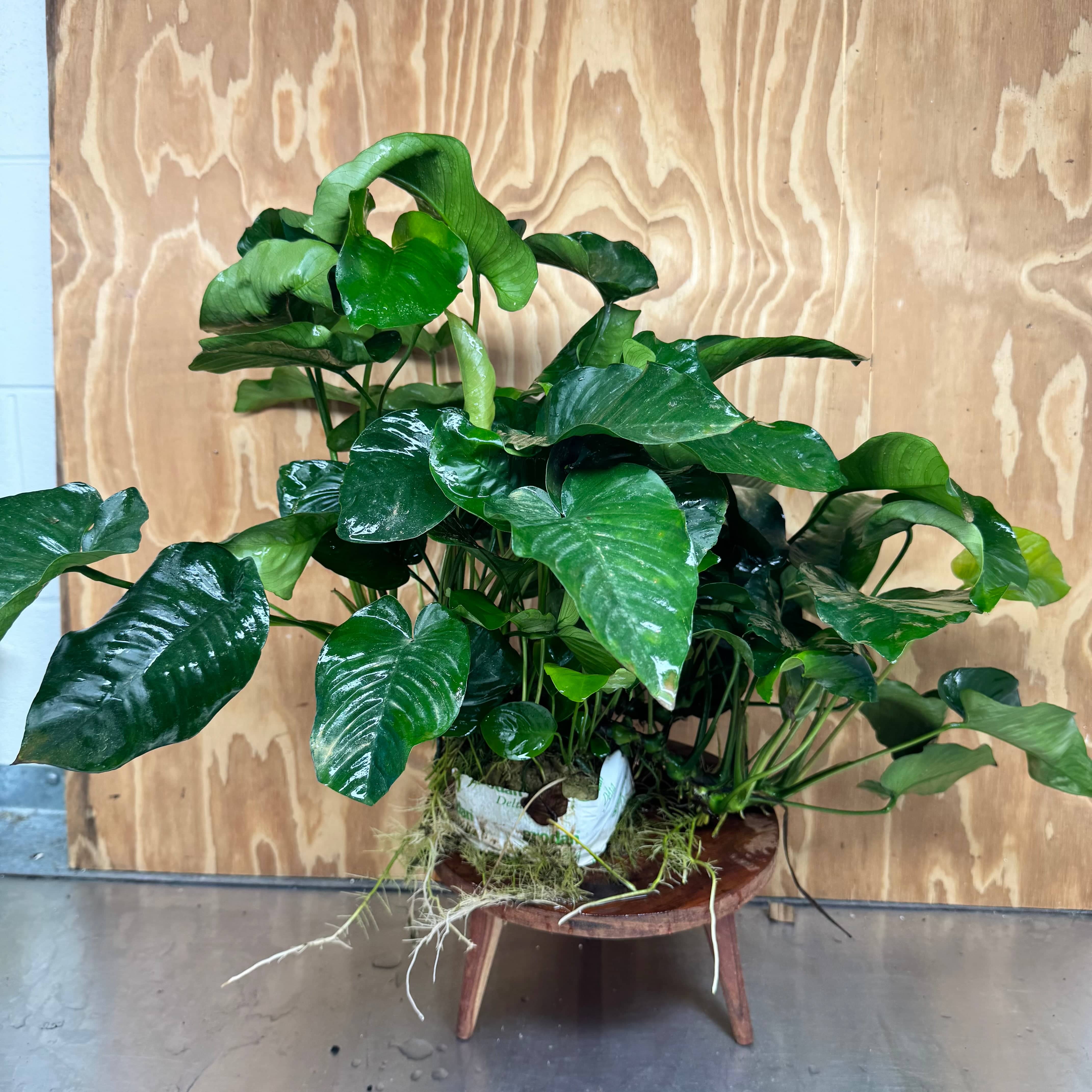 Pisces Enterprises One Only Anubias Barteri Mother Plant - Extra-special, Advanced Plant - One Only Buy this Anubias Barteri Mother Plant - Scapeshop Aquarium Australia