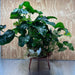 Pisces Enterprises One Only Anubias Barteri Mother Plant - Extra-special, Advanced Plant - One Only Buy this Anubias Barteri Mother Plant - Scapeshop Aquarium Australia