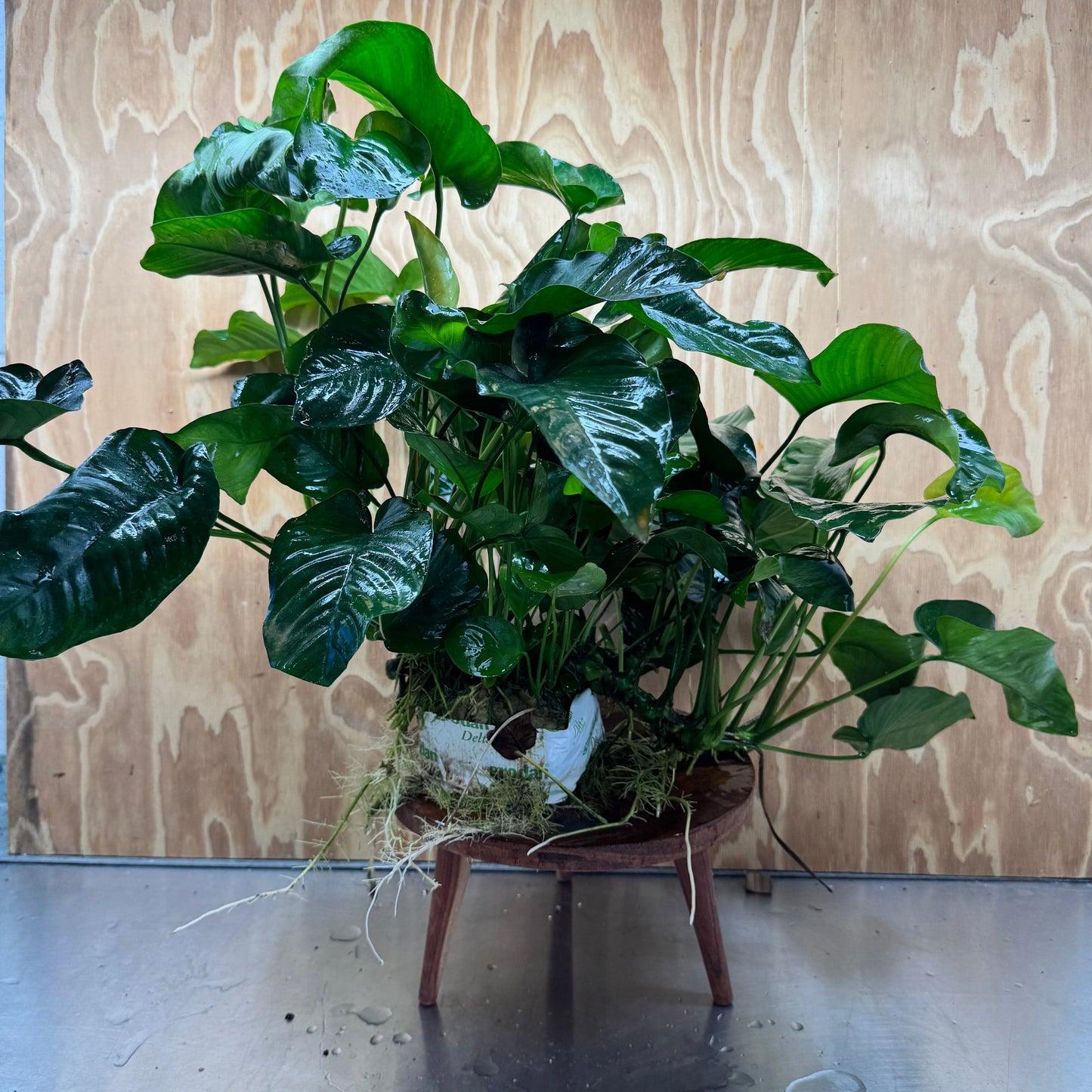 Pisces Enterprises One Only Anubias Barteri Mother Plant - Extra-special, Advanced Plant - One Only Buy this Anubias Barteri Mother Plant - Scapeshop Aquarium Australia