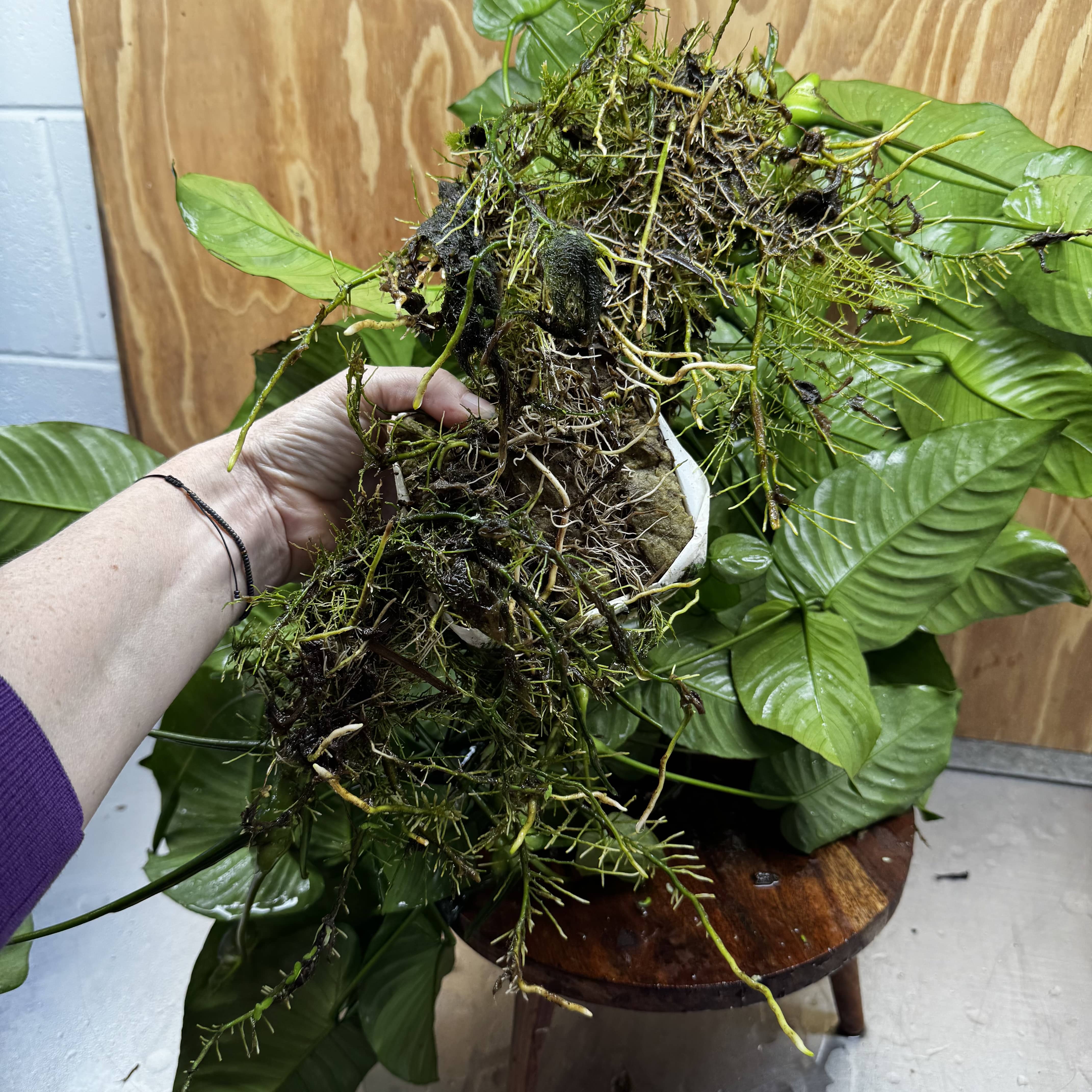 Pisces Enterprises One Only Anubias Barteri Mother Plant - Extra-special, Advanced Plant - One Only Buy this Anubias Barteri Mother Plant - Scapeshop Aquarium Australia