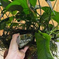 Pisces Enterprises One Only Anubias Barteri Mother Plant - Extra-special, Advanced Plant - One Only Buy this Anubias Barteri Mother Plant - Scapeshop Aquarium Australia