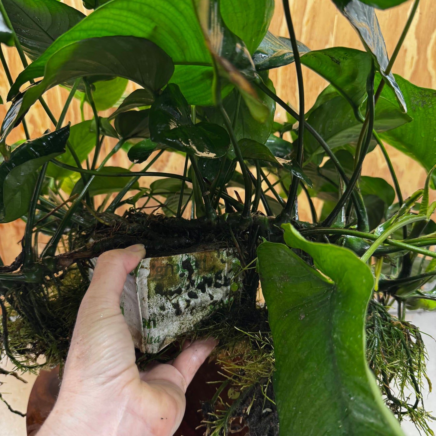 Pisces Enterprises One Only Anubias Barteri Mother Plant - Extra-special, Advanced Plant - One Only Buy this Anubias Barteri Mother Plant - Scapeshop Aquarium Australia