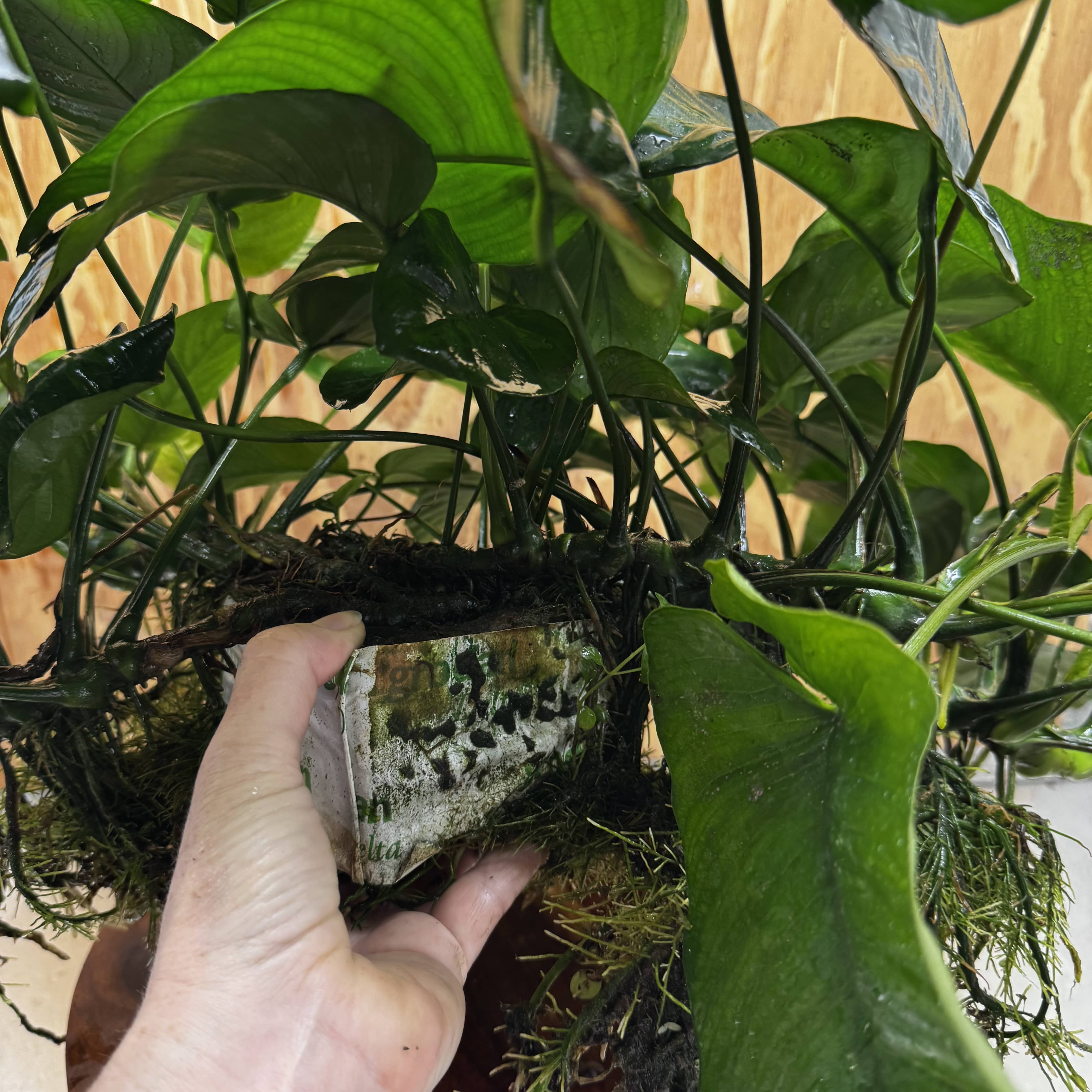 Pisces Enterprises One Only Anubias Barteri Mother Plant - Extra-special, Advanced Plant - One Only Buy this Anubias Barteri Mother Plant - Scapeshop Aquarium Australia
