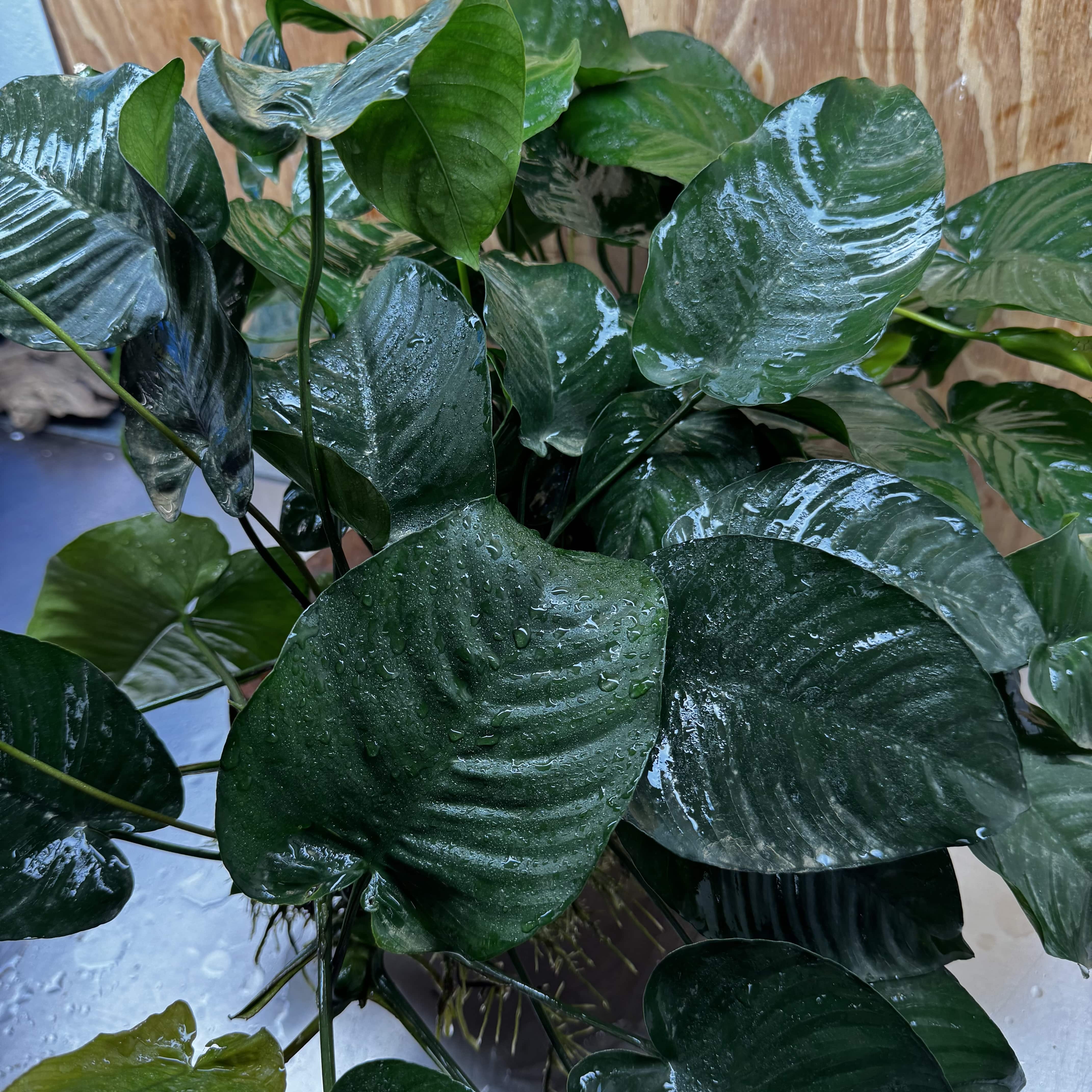 Pisces Enterprises One Only Anubias Barteri Mother Plant - Extra-special, Advanced Plant - One Only Buy this Anubias Barteri Mother Plant - Scapeshop Aquarium Australia