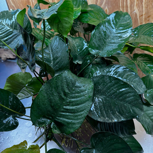 Pisces Enterprises One Only Anubias Barteri Mother Plant - Extra-special, Advanced Plant - One Only Buy this Anubias Barteri Mother Plant - Scapeshop Aquarium Australia