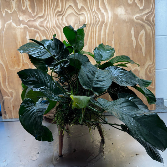 Pisces Enterprises One Only Anubias Barteri Mother Plant - Extra-special, Advanced Plant - One Only Buy this Anubias Barteri Mother Plant - Scapeshop Aquarium Australia