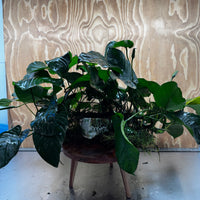 Pisces Enterprises One Only Anubias Barteri Mother Plant - Extra-special, Advanced Plant - One Only Buy this Anubias Barteri Mother Plant - Scapeshop Aquarium Australia