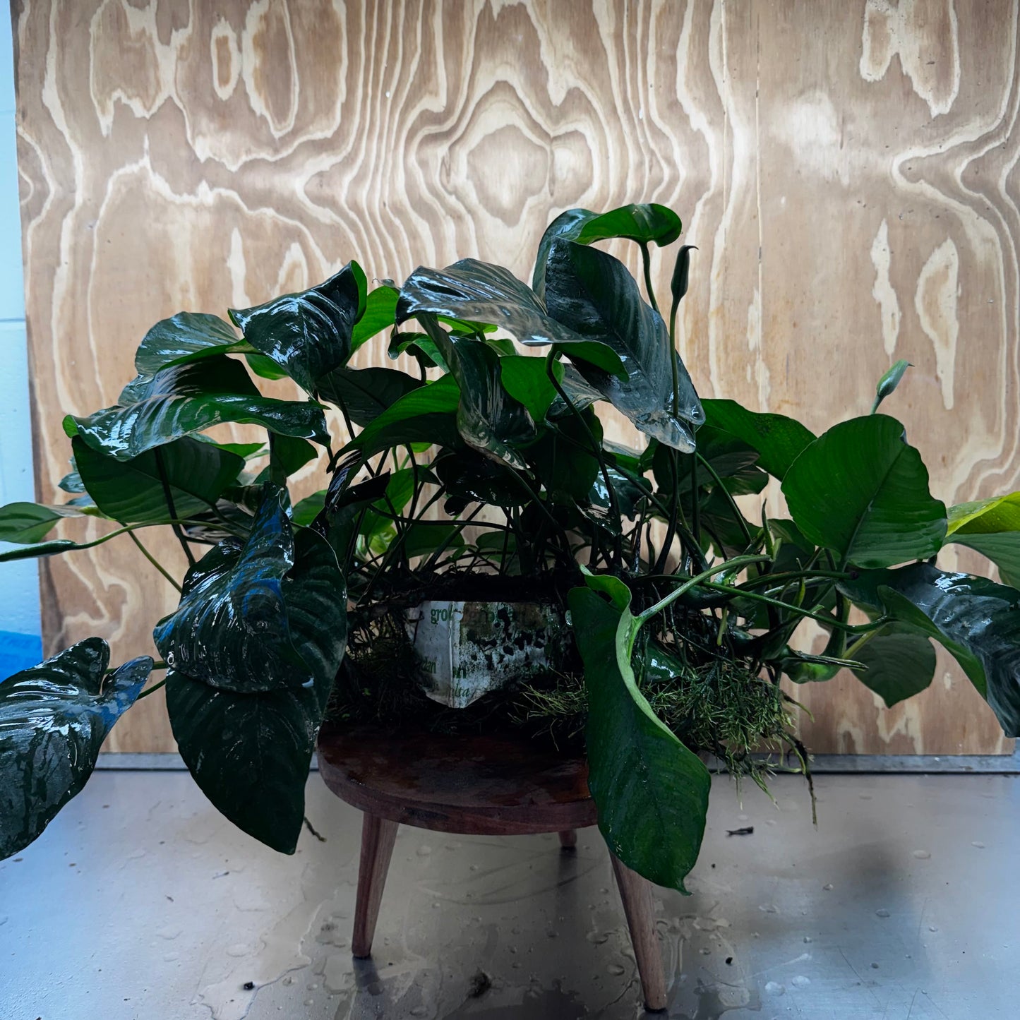 Pisces Enterprises One Only Anubias Barteri Mother Plant - Extra-special, Advanced Plant - One Only Buy this Anubias Barteri Mother Plant - Scapeshop Aquarium Australia
