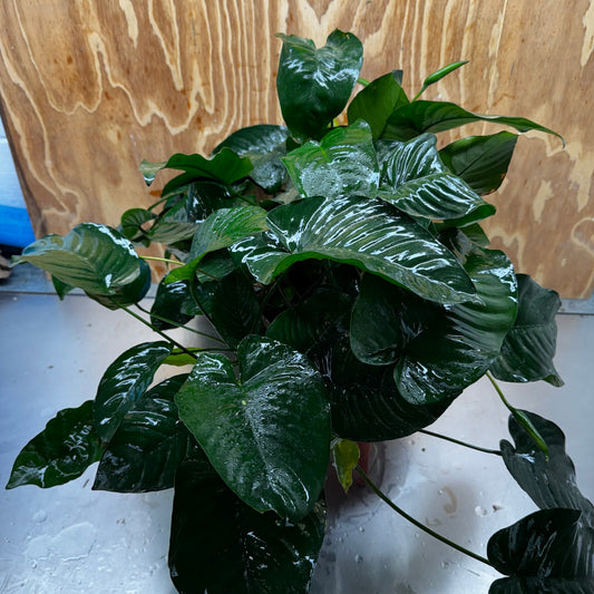 Pisces Enterprises One Only Anubias Barteri Mother Plant - Extra-special, Advanced Plant - One Only Buy this Anubias Barteri Mother Plant - Scapeshop Aquarium Australia
