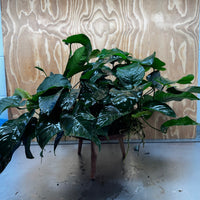 Pisces Enterprises One Only Anubias Barteri Mother Plant - Extra-special, Advanced Plant - One Only Buy this Anubias Barteri Mother Plant - Scapeshop Aquarium Australia