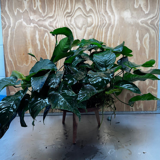 Pisces Enterprises One Only Anubias Barteri Mother Plant - Extra-special, Advanced Plant - One Only Buy this Anubias Barteri Mother Plant - Scapeshop Aquarium Australia