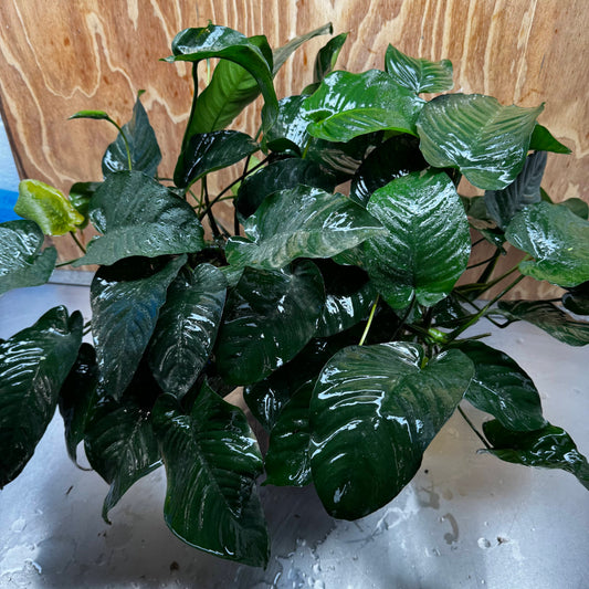Pisces Enterprises One Only Anubias Barteri Mother Plant - Extra-special, Advanced Plant - One Only Buy this Anubias Barteri Mother Plant - Scapeshop Aquarium Australia