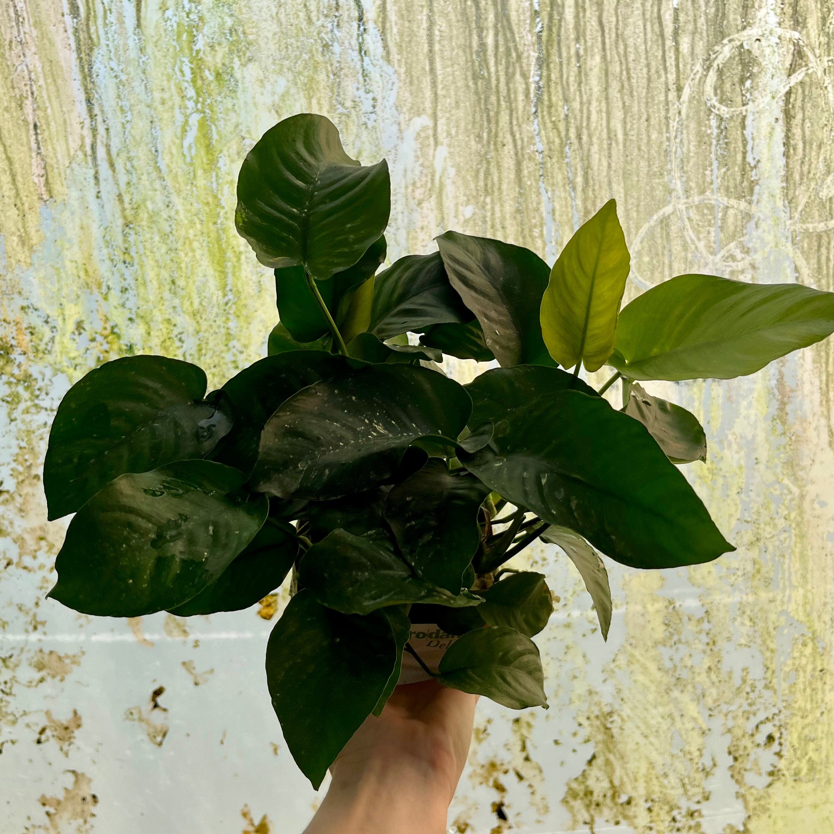 Pisces Enterprises One Only Anubias Barteri Mother Plant - Extra-special, Advanced Plant - One only Anubias Mother Plants - Aquarium Plants Australia