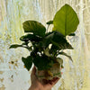 Pisces Enterprises One Only Anubias Barteri Mother Plant - Extra-special, Advanced Plant - One only Anubias Mother Plants - Aquarium Plants Australia