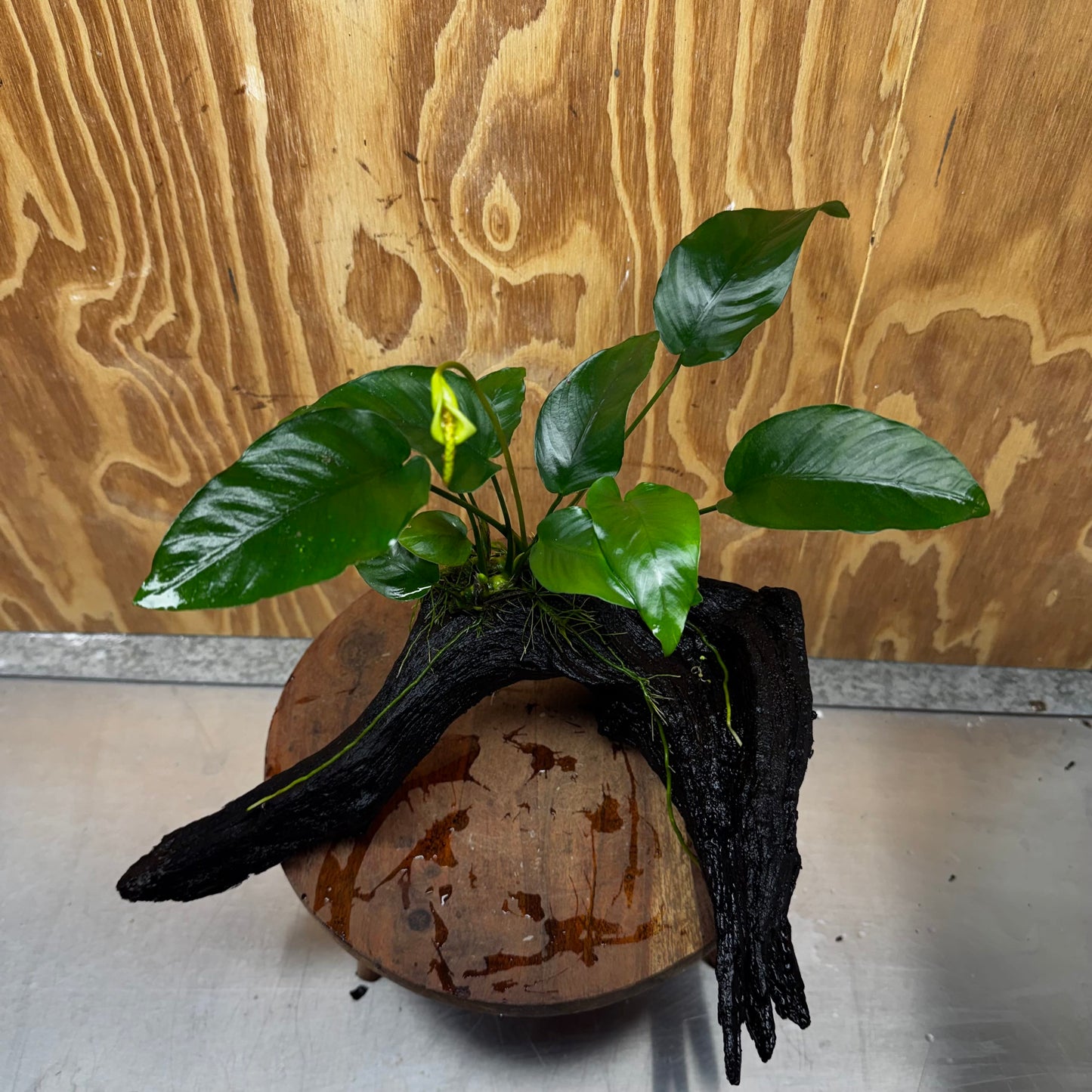 Pisces Enterprises One Only Anubias 'Barteri Old Type' on Large Driftwood Creation - ONE ONLY Fabulous Anubias Paco on Large Driftwood - One Only (B) Scapeshop Australia