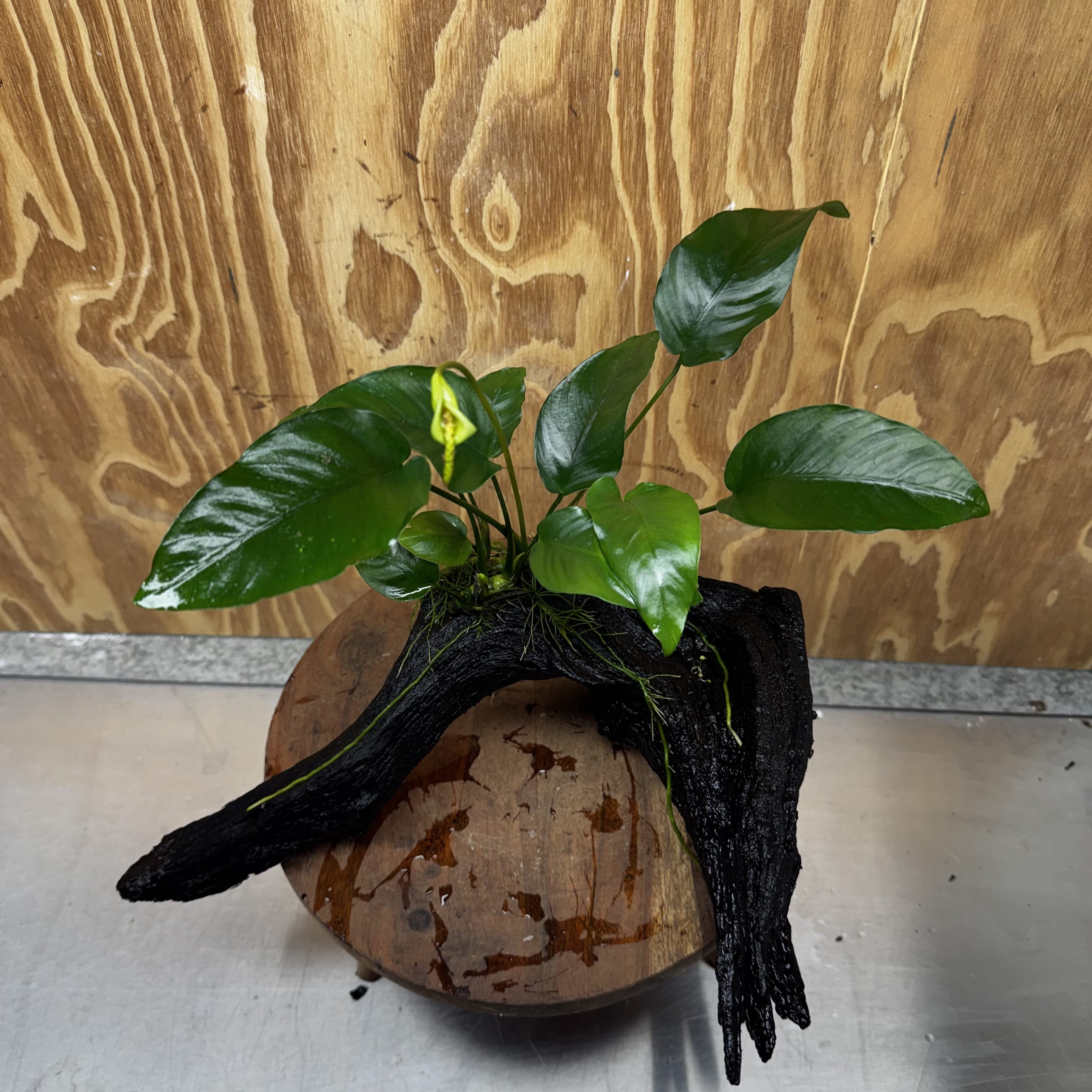 Pisces Enterprises One Only Anubias 'Barteri Old Type' on Large Driftwood Creation - ONE ONLY Fabulous Anubias Paco on Large Driftwood - One Only (B) Scapeshop Australia