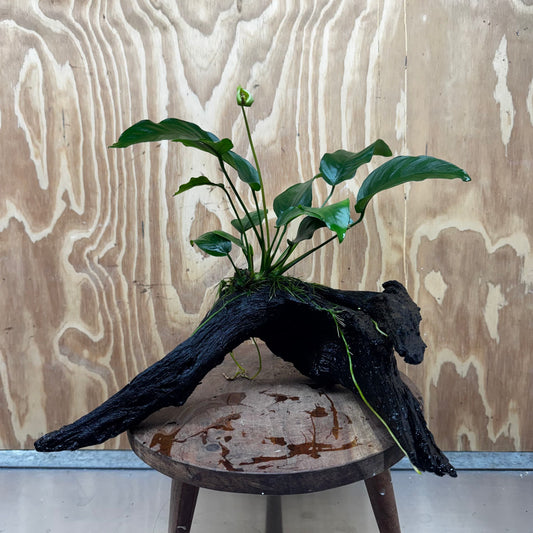 Pisces Enterprises One Only Anubias 'Barteri Old Type' on Large Driftwood Creation - ONE ONLY Fabulous Anubias Paco on Large Driftwood - One Only (B) Scapeshop Australia