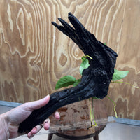 Pisces Enterprises One Only Anubias 'Barteri Old Type' on Large Driftwood Creation - ONE ONLY Fabulous Anubias Paco on Large Driftwood - One Only (B) Scapeshop Australia