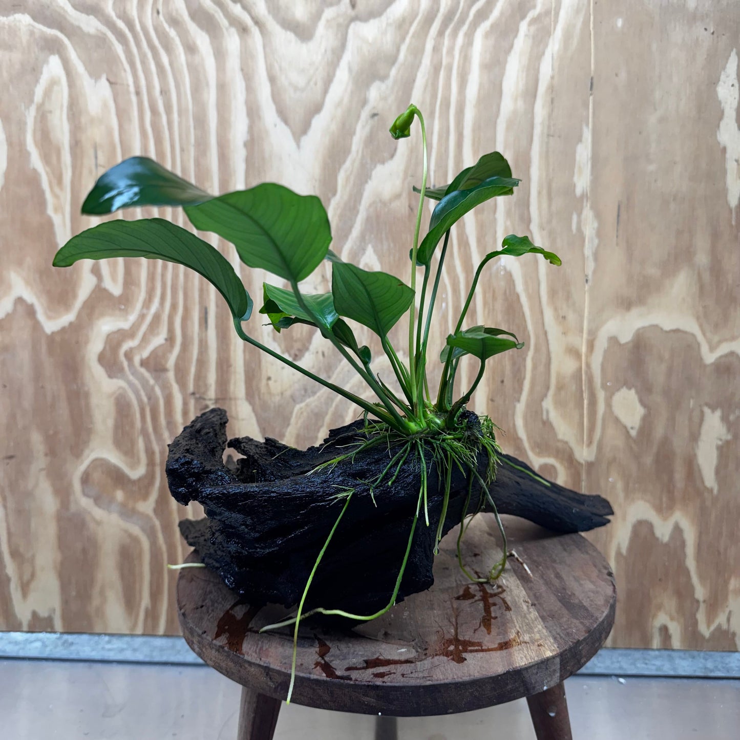 Pisces Enterprises One Only Anubias 'Barteri Old Type' on Large Driftwood Creation - ONE ONLY Fabulous Anubias Paco on Large Driftwood - One Only (B) Scapeshop Australia