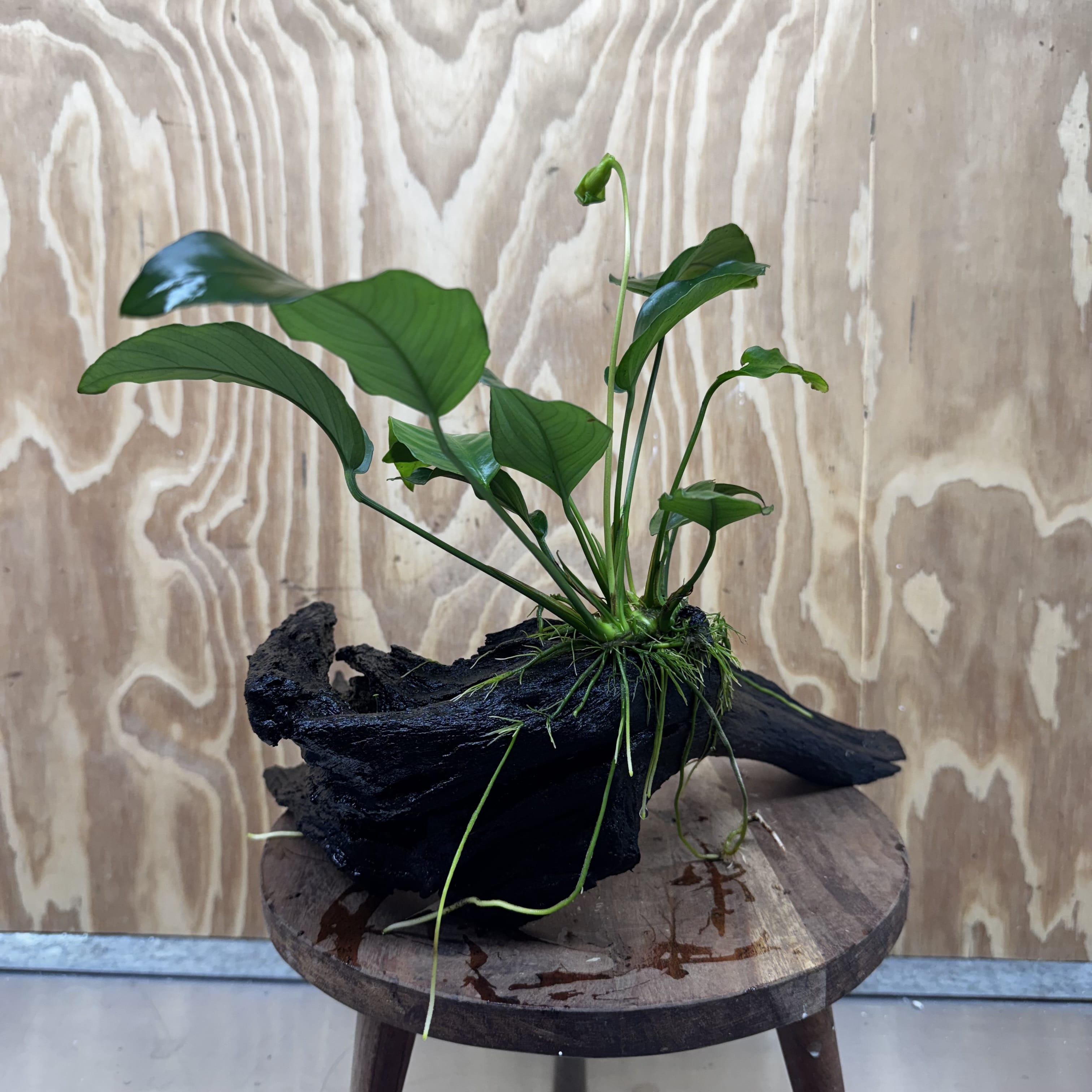 Pisces Enterprises One Only Anubias 'Barteri Old Type' on Large Driftwood Creation - ONE ONLY Fabulous Anubias Paco on Large Driftwood - One Only (B) Scapeshop Australia