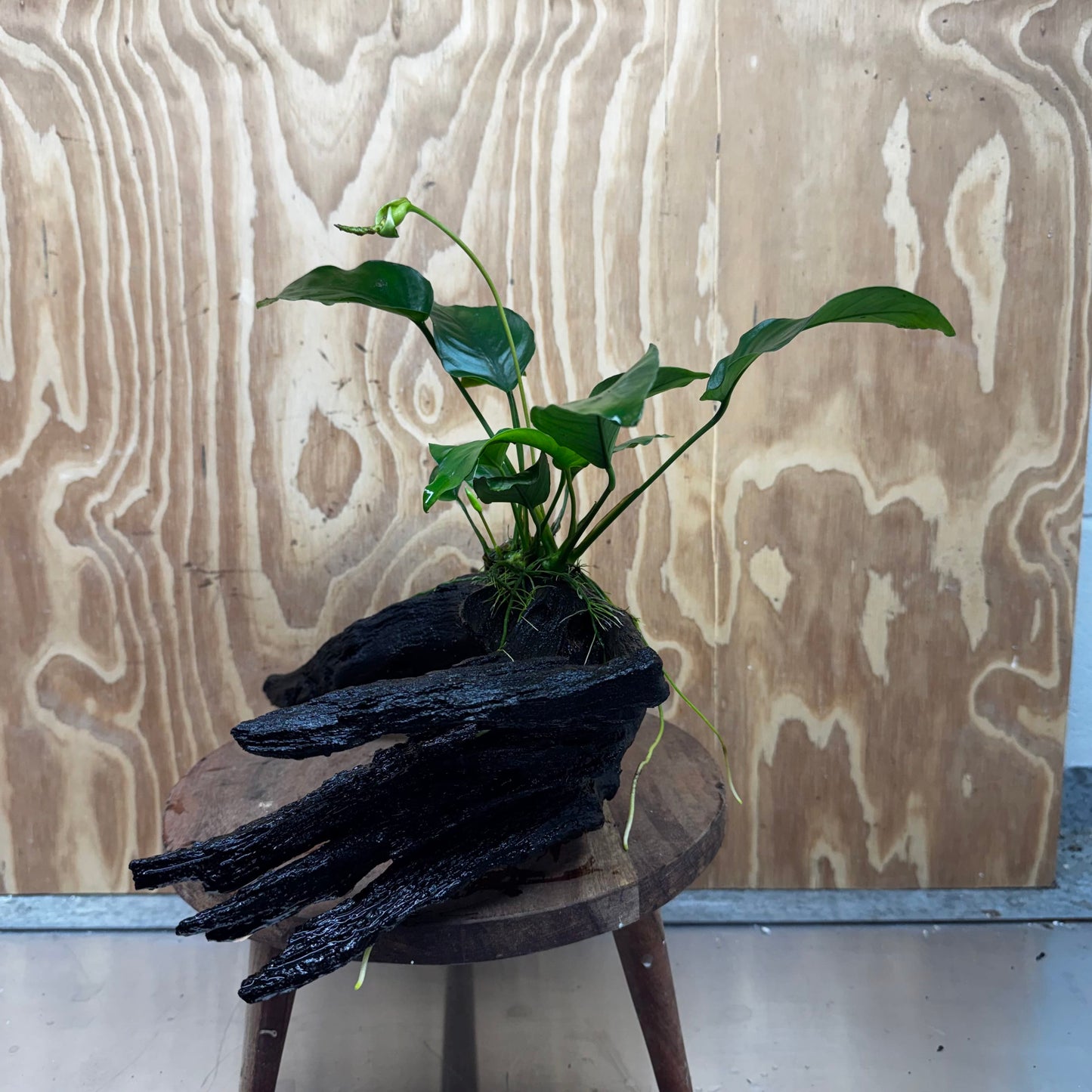Pisces Enterprises One Only Anubias 'Barteri Old Type' on Large Driftwood Creation - ONE ONLY Fabulous Anubias Paco on Large Driftwood - One Only (B) Scapeshop Australia
