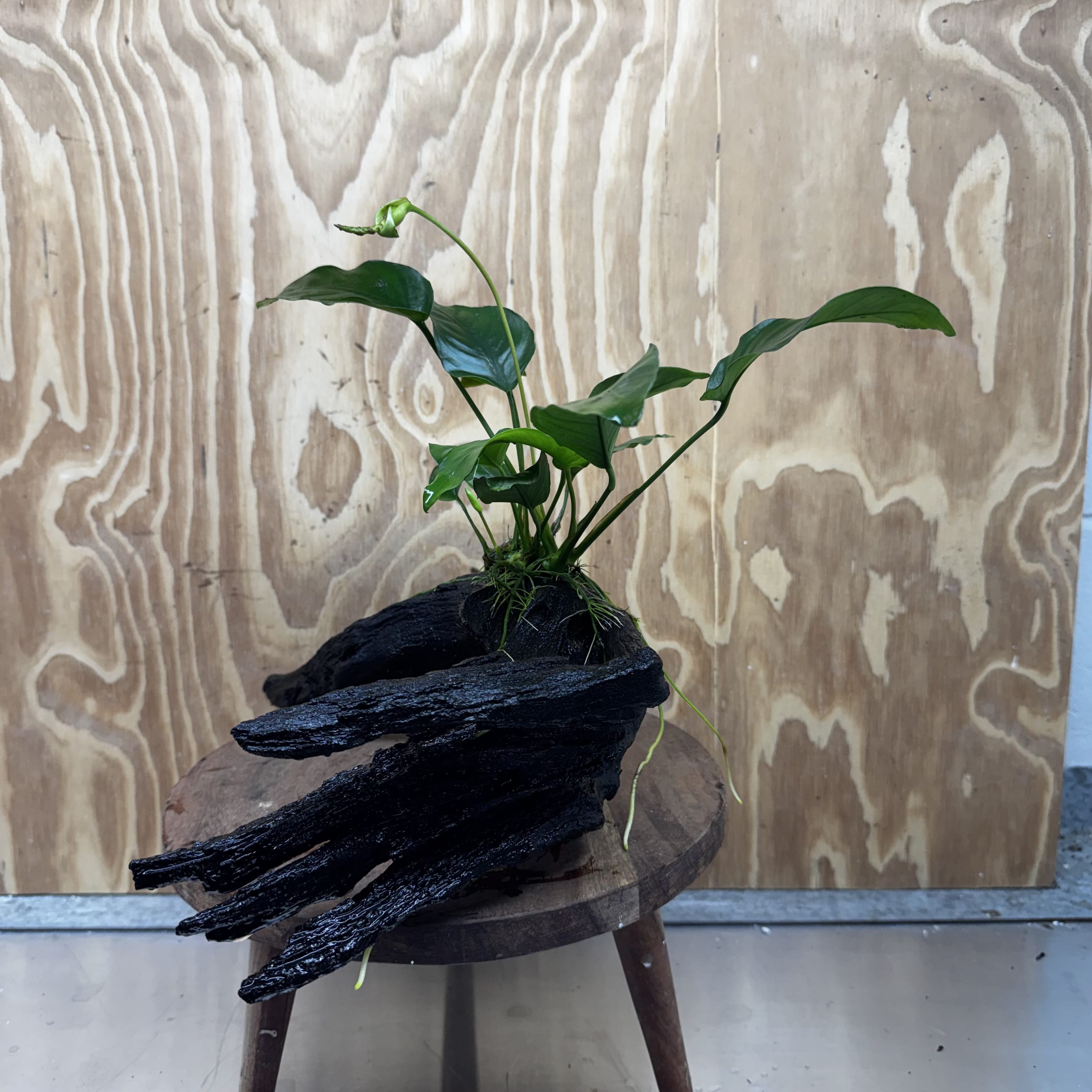Pisces Enterprises One Only Anubias 'Barteri Old Type' on Large Driftwood Creation - ONE ONLY Fabulous Anubias Paco on Large Driftwood - One Only (B) Scapeshop Australia