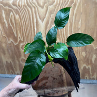 Pisces Enterprises One Only Anubias 'Barteri Old Type' on Large Driftwood Creation - ONE ONLY Fabulous Anubias Paco on Large Driftwood - One Only (B) Scapeshop Australia