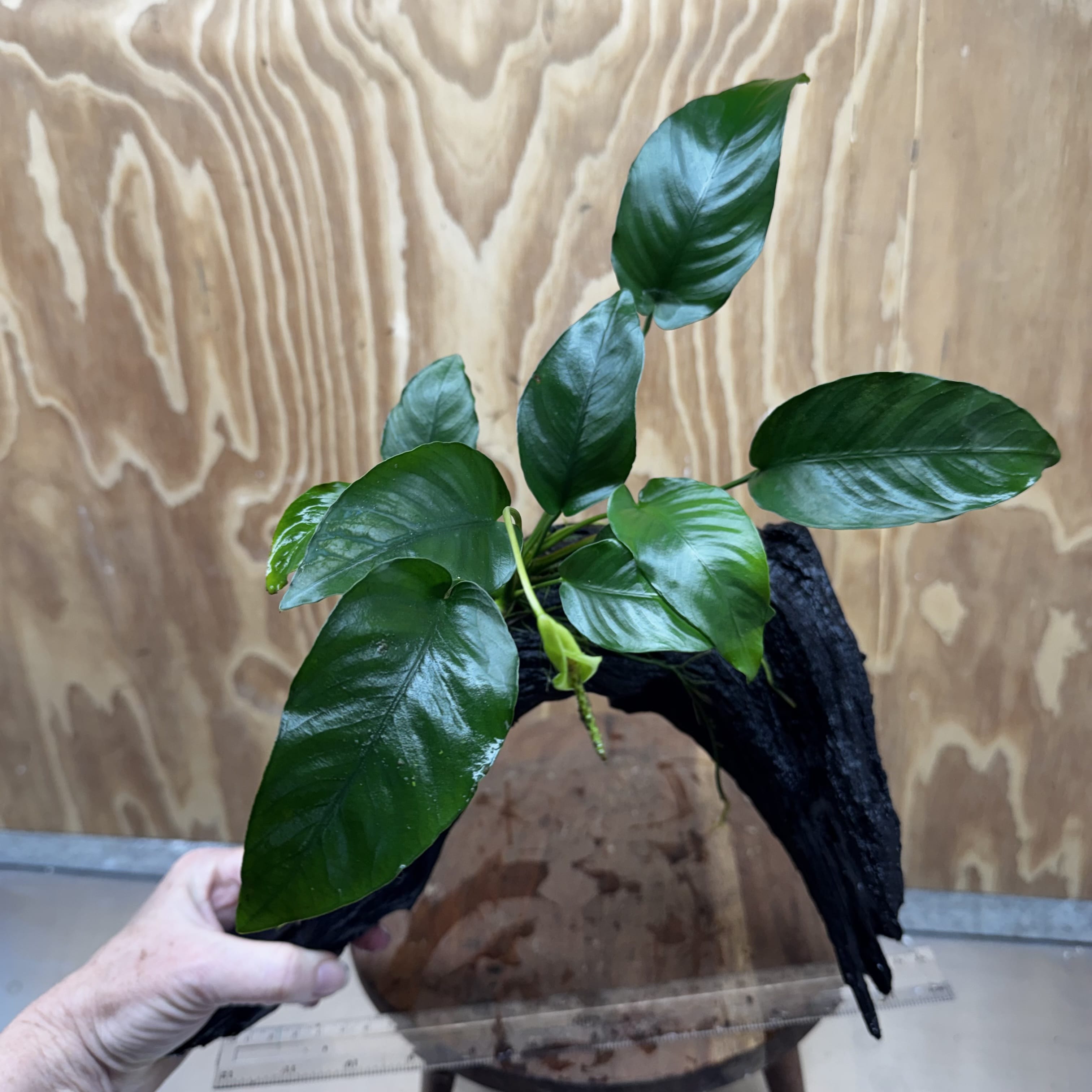 Pisces Enterprises One Only Anubias 'Barteri Old Type' on Large Driftwood Creation - ONE ONLY Fabulous Anubias Paco on Large Driftwood - One Only (B) Scapeshop Australia