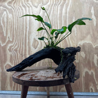 Pisces Enterprises One Only Anubias 'Barteri Old Type' on Large Driftwood Creation - ONE ONLY Fabulous Anubias Paco on Large Driftwood - One Only (B) Scapeshop Australia