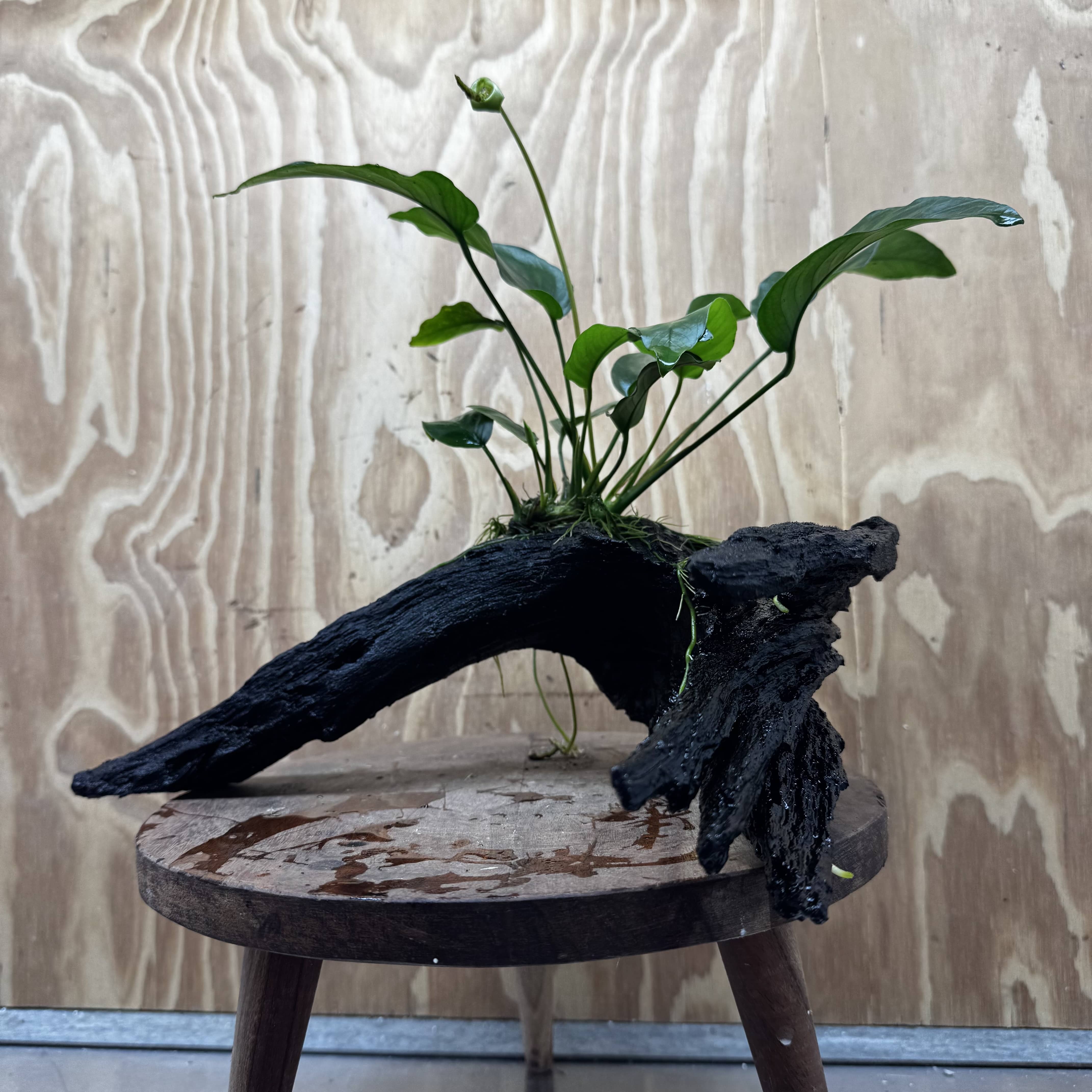 Pisces Enterprises One Only Anubias 'Barteri Old Type' on Large Driftwood Creation - ONE ONLY Fabulous Anubias Paco on Large Driftwood - One Only (B) Scapeshop Australia