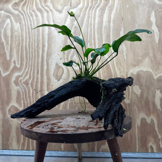 Pisces Enterprises One Only Anubias 'Barteri Old Type' on Large Driftwood Creation - ONE ONLY Fabulous Anubias Paco on Large Driftwood - One Only (B) Scapeshop Australia