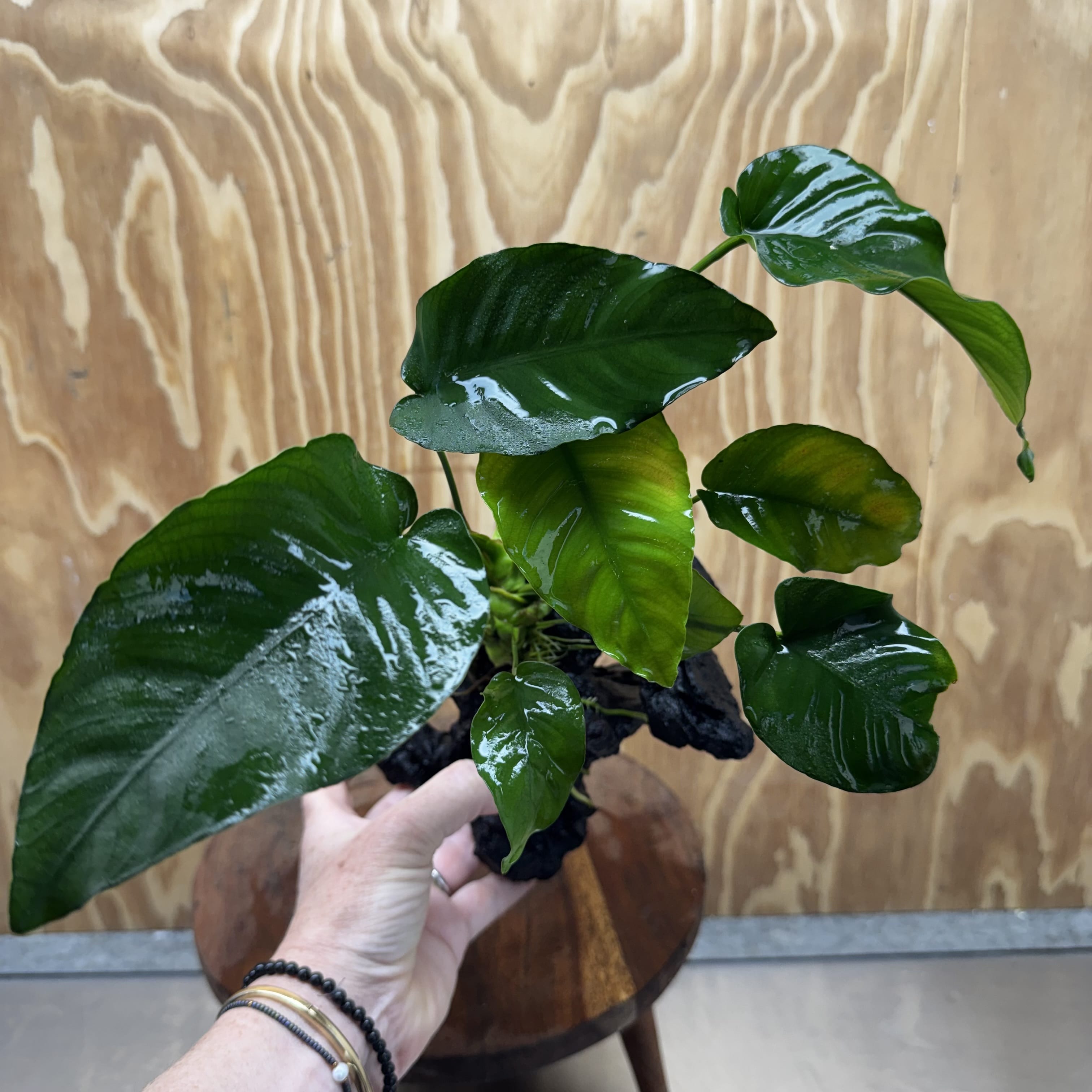 Pisces Enterprises One Only Anubias 'Barteri old type' on Medium Driftwood Creation - ONE ONLY - Awesome Buy Anubias Barteri on Medium Driftwood - One Only Awesome Scapeshop