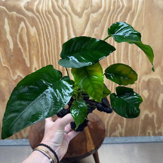 Pisces Enterprises One Only Anubias 'Barteri old type' on Medium Driftwood Creation - ONE ONLY - Awesome Buy Anubias Barteri on Medium Driftwood - One Only Awesome Scapeshop