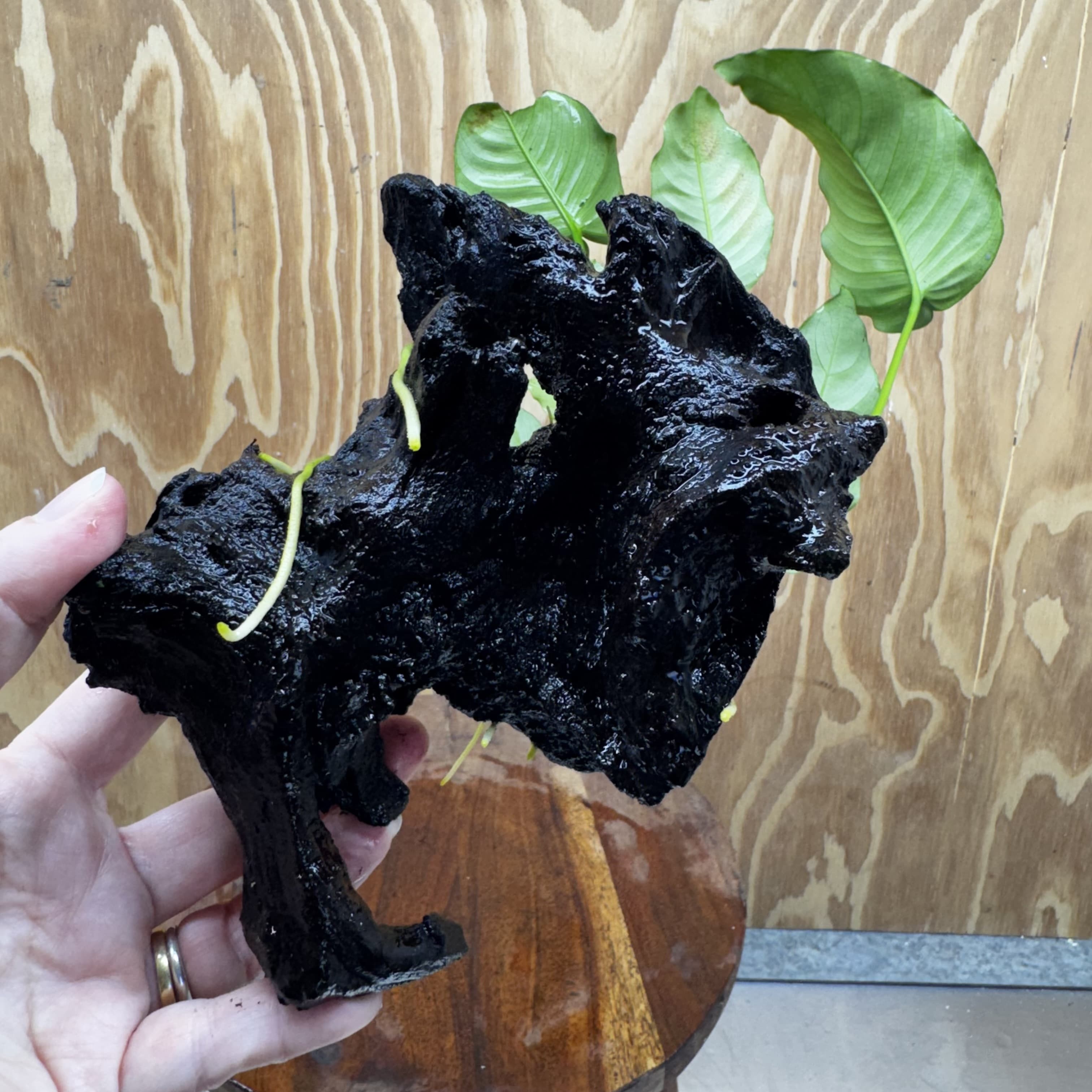 Pisces Enterprises One Only Anubias 'Barteri old type' on Medium Driftwood Creation - ONE ONLY - Awesome Buy Anubias Barteri on Medium Driftwood - One Only Awesome Scapeshop