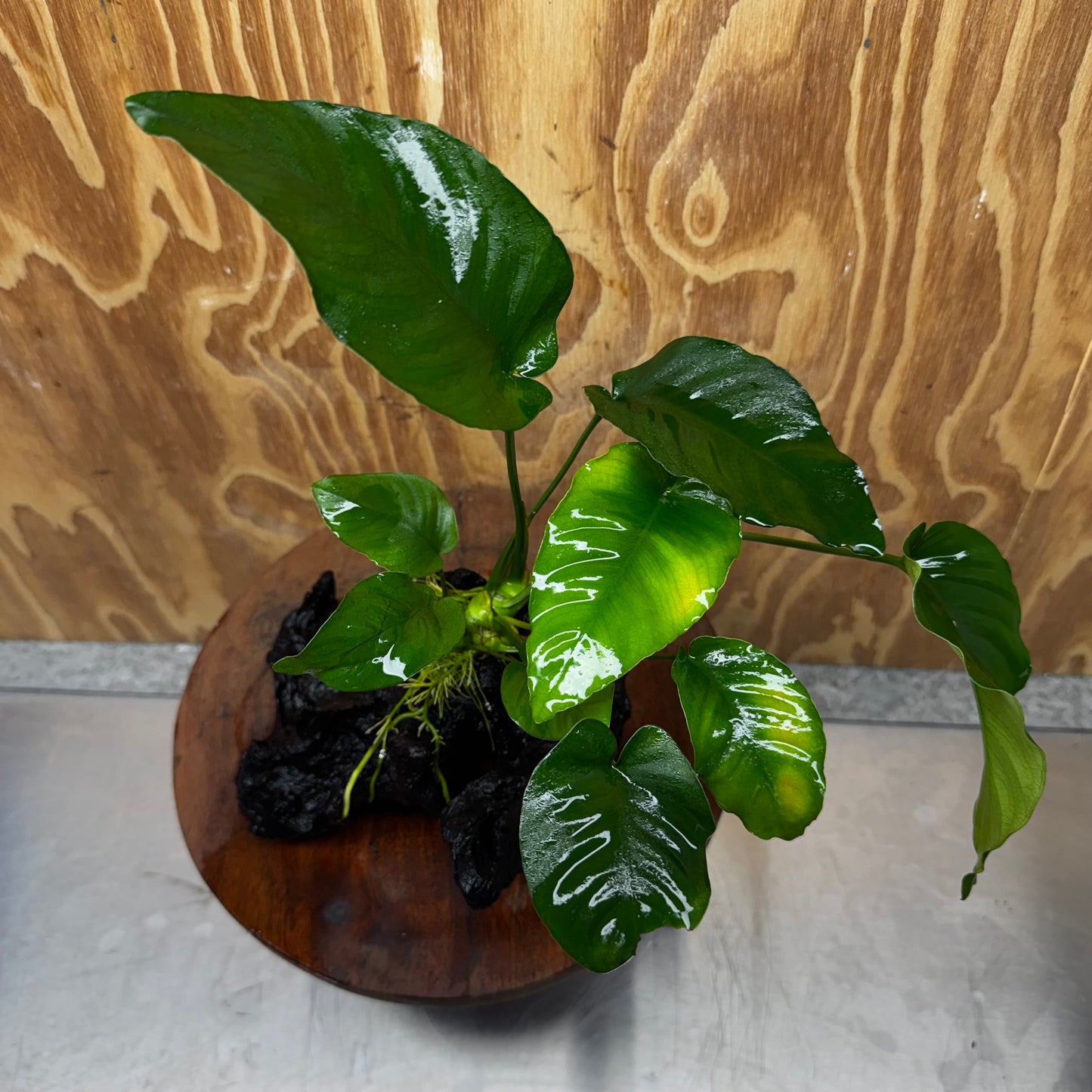 Pisces Enterprises One Only Anubias 'Barteri old type' on Medium Driftwood Creation - ONE ONLY - Awesome Buy Anubias Barteri on Medium Driftwood - One Only Awesome Scapeshop