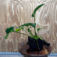 Pisces Enterprises One Only Anubias 'Barteri old type' on Medium Driftwood Creation - ONE ONLY - Awesome Buy Anubias Barteri on Medium Driftwood - One Only Awesome Scapeshop