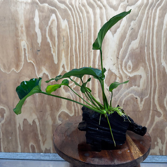 Pisces Enterprises One Only Anubias 'Barteri old type' on Medium Driftwood Creation - ONE ONLY - Awesome Buy Anubias Barteri on Medium Driftwood - One Only Awesome Scapeshop